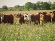Argentina bate récords en exportación de carne vacuna en 2024
