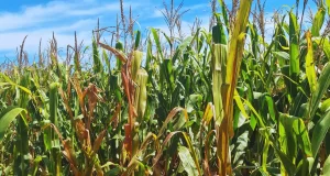 Qué hacer con el cereal y cómo aprovecharlo al máximo