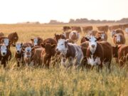 Llega a Villa Mercedes una charla informativa sobre “Perspectivas para la economía y el agro”
