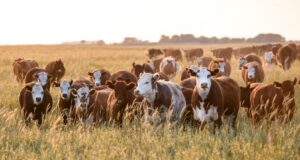 Llega a Villa Mercedes una charla informativa sobre “Perspectivas para la economía y el agro”