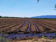 Riego en San Luis: ya inscriben para la intención de siembra otoño – invierno
