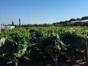 Investigadores del CONICET descifraron el genoma completo del Malbec