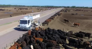 El stock en feedlots muestra la tercera baja interanual consecutiva