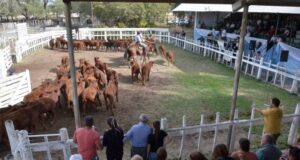 Llega la 35° edición de la Fiesta del Ternero a la Rural Río Quinto