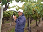 Requisitos fitosanitarios para el movimiento de uva con destino a la vinificación