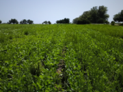 Veinticuatro especies de malezas ya resisten a los herbicidas en la Argentina