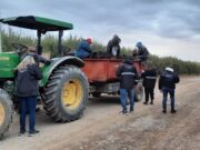La Afip detectó trabajo ilegal en una finca de olivos sanjuanina
