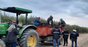 La Afip detectó trabajo ilegal en una finca de olivos sanjuanina