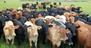 Faena de novillos: el primer cuatrimestre marca un nuevo piso para la categoría