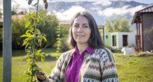 Cultivan el lúpulo cervecero en Villa de Merlo en busca de una variedad propia de la región