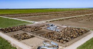 Feedlots: se amplió la caída interanual en la ocupación pese a la mejora del negocio