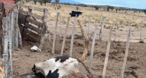Denuncian cuatrerismo en los departamentos Chacabuco y Junín
