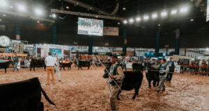 La cadena de producción Angus se mostrará en Palermo en su Exposición Nacional de Otoño