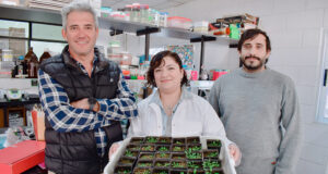 Buscan desarrollar cultivos de alta densidad y mayor rendimiento