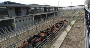 Cañuelas: la semana cerró con caídas de precio para las vacas