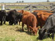 Refugo de vacas: una caja poco despreciable para el criador, que este año no está ofreciendo su mejor número