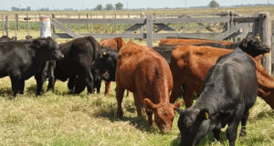 Refugo de vacas: una caja poco despreciable para el criador, que este año no está ofreciendo su mejor número