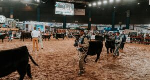 San Luis: una vaca de José Lorenzino fue premiada en un concurso de Angus en Palermo