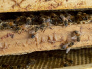 Día Mundial de las Abejas: una fecha para destacar y preservar a las principales polinizadoras del planeta