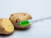 Avanza la iniciativa para prohibir el cultivo de papas genéticamente modificadas en el sur mendocino