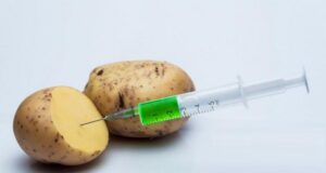 Avanza la iniciativa para prohibir el cultivo de papas genéticamente modificadas en el sur mendocino