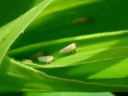 Chicharrita del maíz: el Senasa aprobó el uso del bioinsecticida que tuvo mayor eficacia en Brasil
