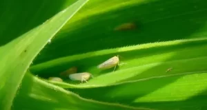 Chicharrita del maíz: el Senasa aprobó el uso del bioinsecticida que tuvo mayor eficacia en Brasil