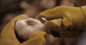 La calidad fue tema central del 3º Simposio de Ajo organizado por UPL Corp en Mendoza