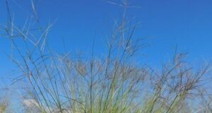 La digitaria en San Luis permite su uso como único recurso forrajero durante todo el año
