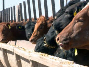 Fuerte baja del margen bruto de los feedlots en mayo