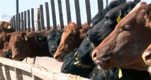 Fuerte baja del margen bruto de los feedlots en mayo
