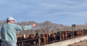 Dietas líquidas: por qué feedlots chicos y grandes automatizan la alimentación