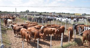 Mondino logró valores muy firmes en el remate de Buena Esperanza