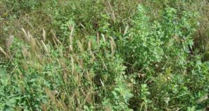 Cómo aplicar el control de malezas en alfalfa y verdeos de invierno en San Luis