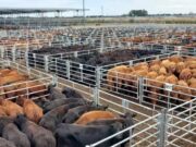 Aun con valores de la hacienda estancados, el consumo comienza a encontrar un nuevo equilibrio de precios
