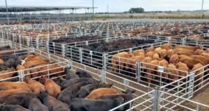 Aun con valores de la hacienda estancados, el consumo comienza a encontrar un nuevo equilibrio de precios