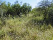 Índice Verde: una herramienta para el monitoreo de la vegetación y la toma de decisiones