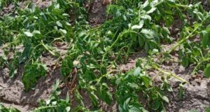 Las bajas temperaturas afectan la producción de papa impactando en el precio de los mercados mayoristas