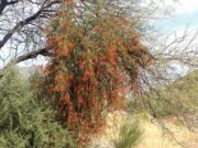 Desarrollan compuestos derivados de plantas nativas que podrían incrementar la eficacia de las quimioterapias