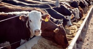 Después de cuatro meses de ganancia, los feedlots pierden $6000 por animal