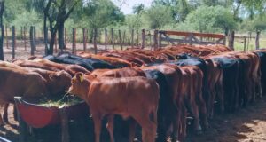 Aconsejan estrategias de manejo ganadero bovino ante la sequía
