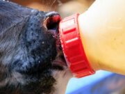 Terneros: no todos los sustitutos de la leche son iguales