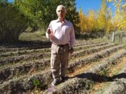 Productores de cuatro zonas se unieron para desarrollar el azafrán en Mendoza