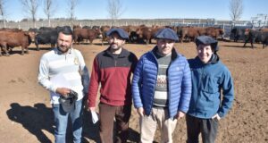 Los toros de los hermanos Amin se lucen en la Prueba Pastoril de Angus en Buena Esperanza