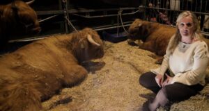 West Highland: la única carne vacuna que consume la Corona Británica