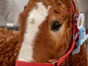 Curly Horse, los caballos con rulo que estuvieron al borde de la extinción y hoy sólo quedan 40 en Argentina