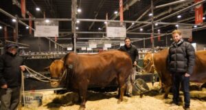 San Ignacio, una nueva raza carnicera desarrollada en la Universidad Católica de Córdoba