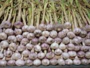 Buscan pegar un salto productivo y comercial con el ajo desde Villa Mercedes