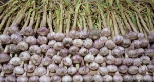Buscan pegar un salto productivo y comercial con el ajo desde Villa Mercedes