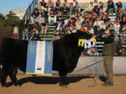 Tres Marías se consagró con el mejor Angus en la Expo Rural